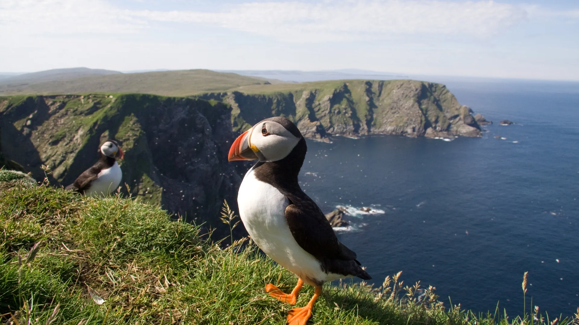 A puffin colony in the Fair Isle in Scotland