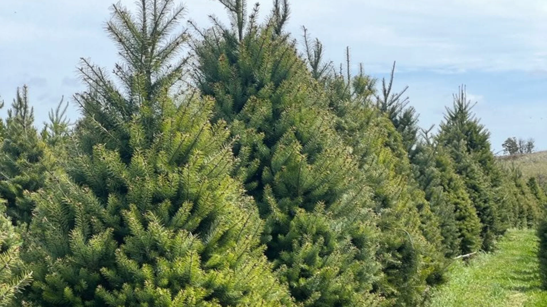 Monterey Pines and Douglas Firs abound at Merlino's Christmas Trees in the inner west 