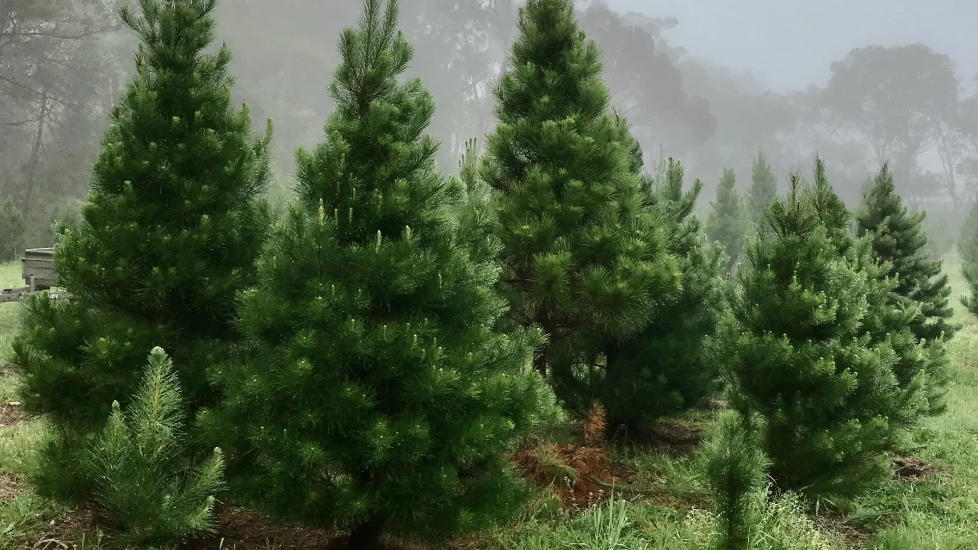 Real Christmas trees side by side at Sydney Christmas Tree Farm 