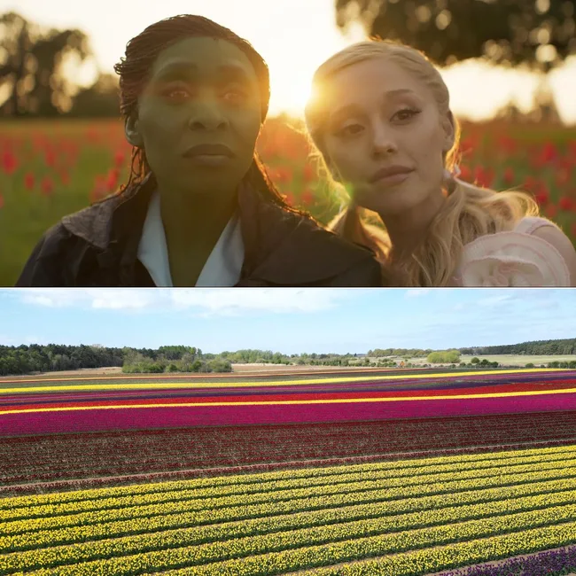 A composite of two images, the top image showing Cynthia Erivo and Ariana Grande in Wicked at a red tulip field, the bottom image shows the real life tulip fields of Norfolk which served as the Wicked filming location