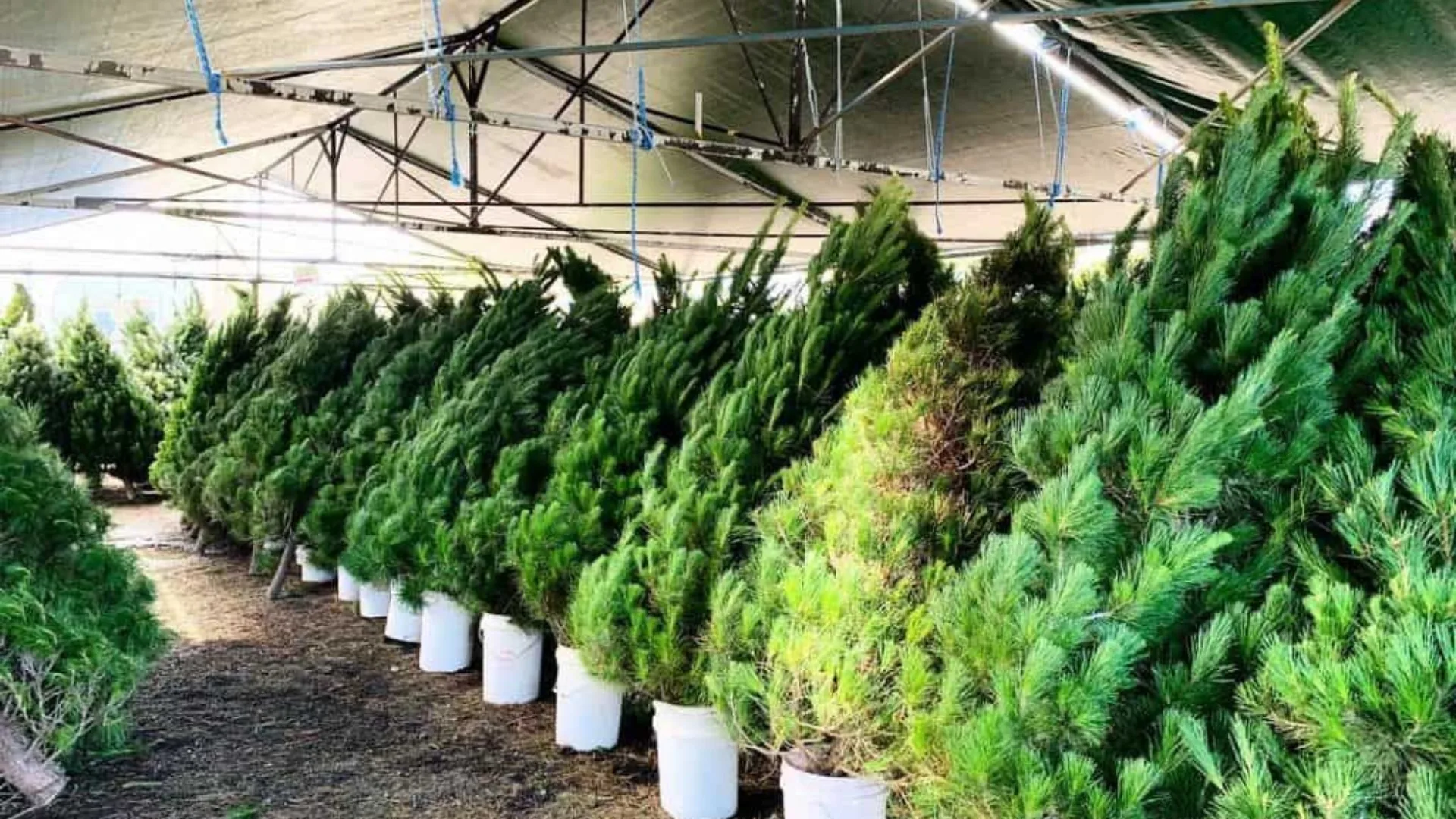 Choose from fresh cut and potted real christmas trees at Willy's christmas tree farm 