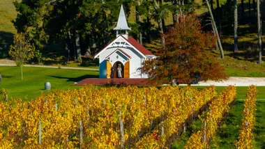new zealand vineyard