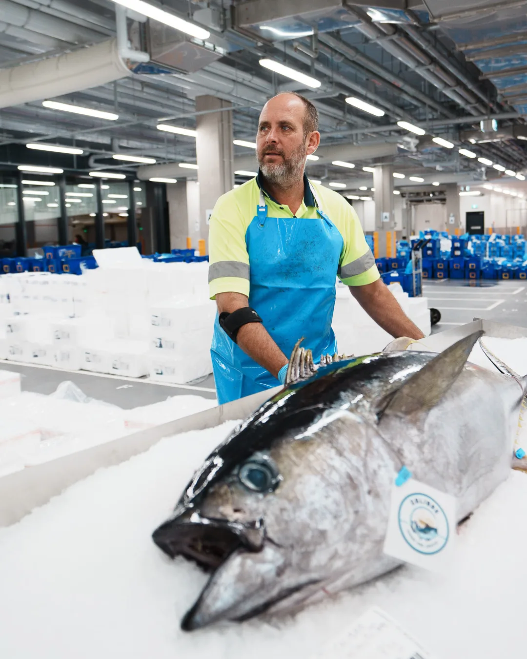 A tuna ready for auction at the new Sydney Fish Market