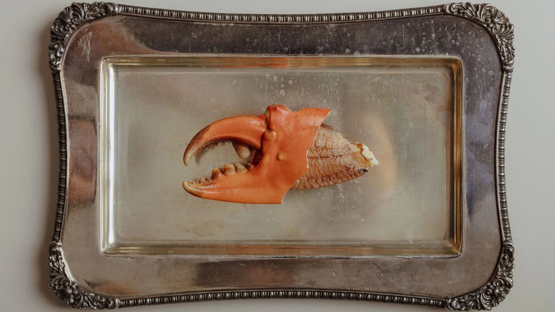A single crab claw in the centre of a silver dish from Esmay in Adelaide.
