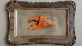 A single crab claw in the centre of a silver dish from Esmay in Adelaide.