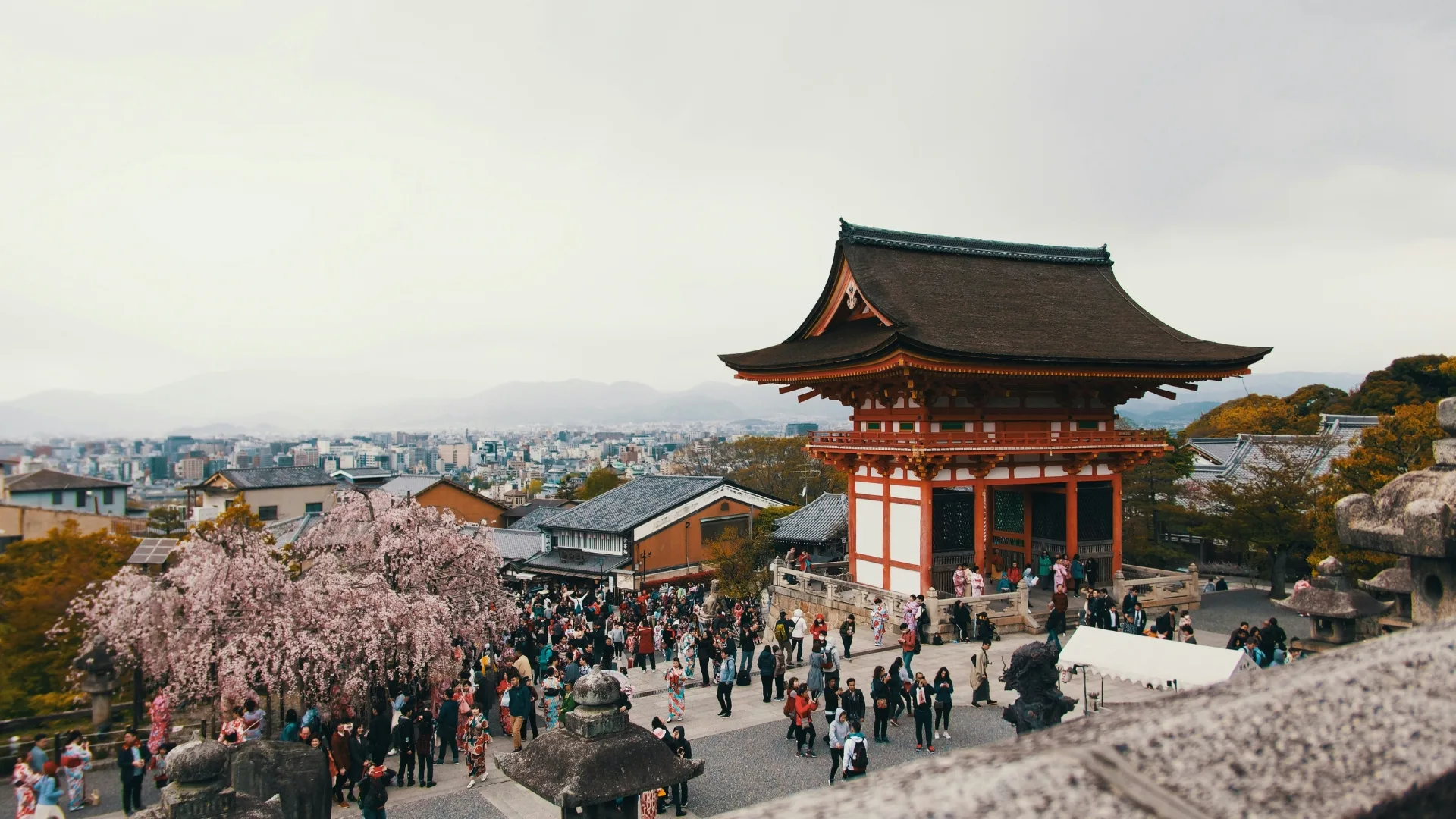 A weeping tree blooms beside a shrine in Kyoto