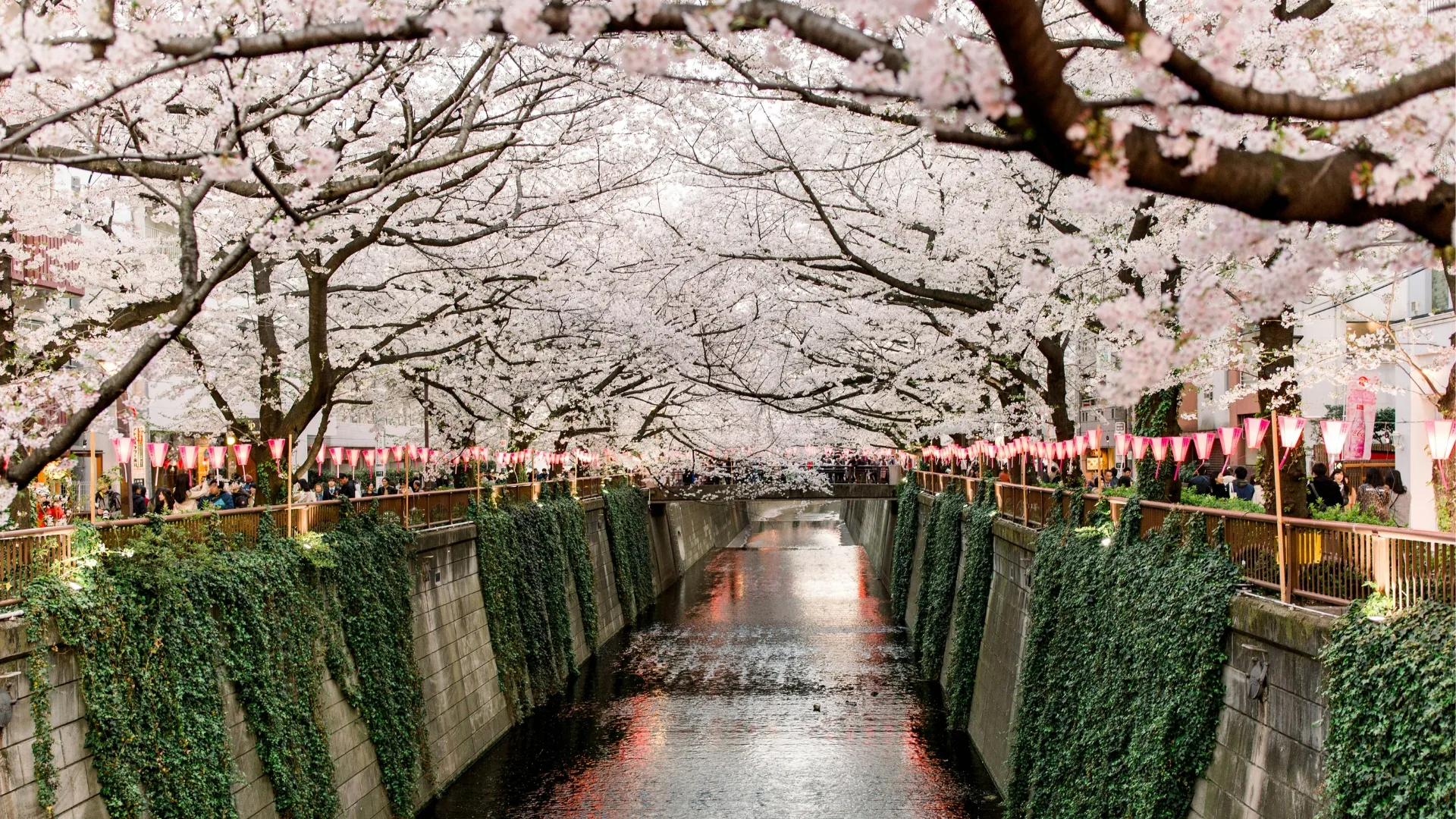 The Meguro River, lined with cherry blossom trees