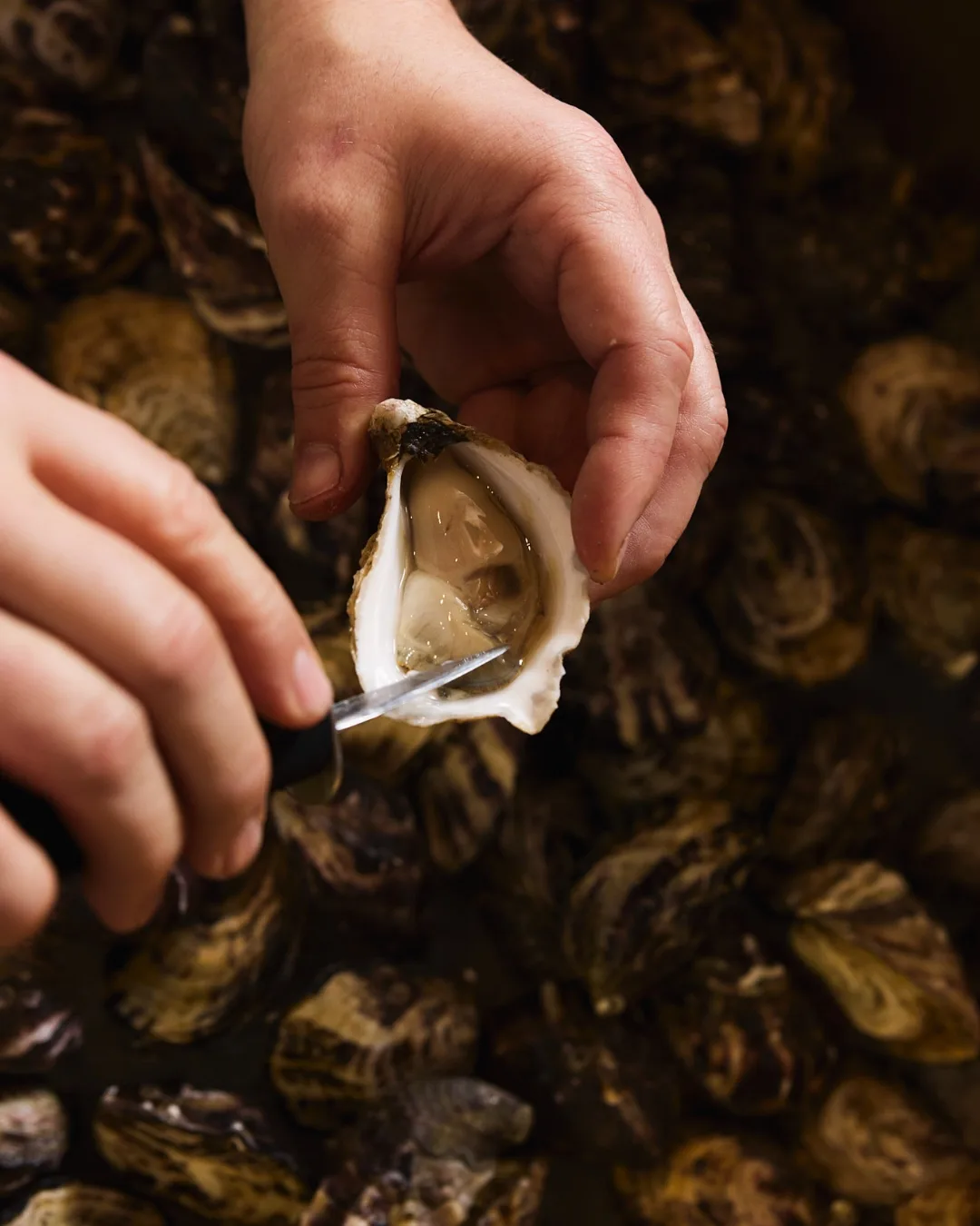 Oysters shucked to order at Morrison's Oyster Bar and Grill 