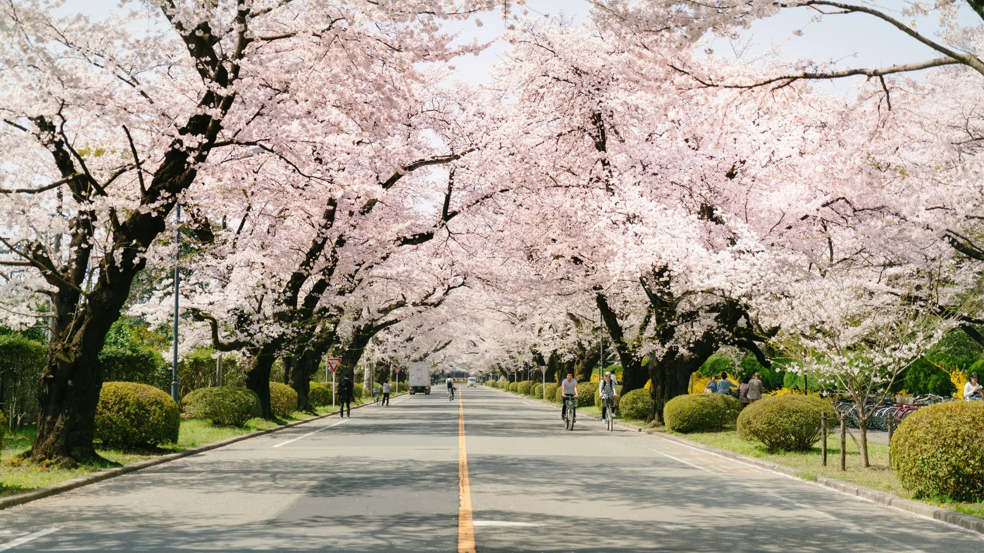 Cyclists under a canopy of cherry blossoms in Ueno, Tokyo.