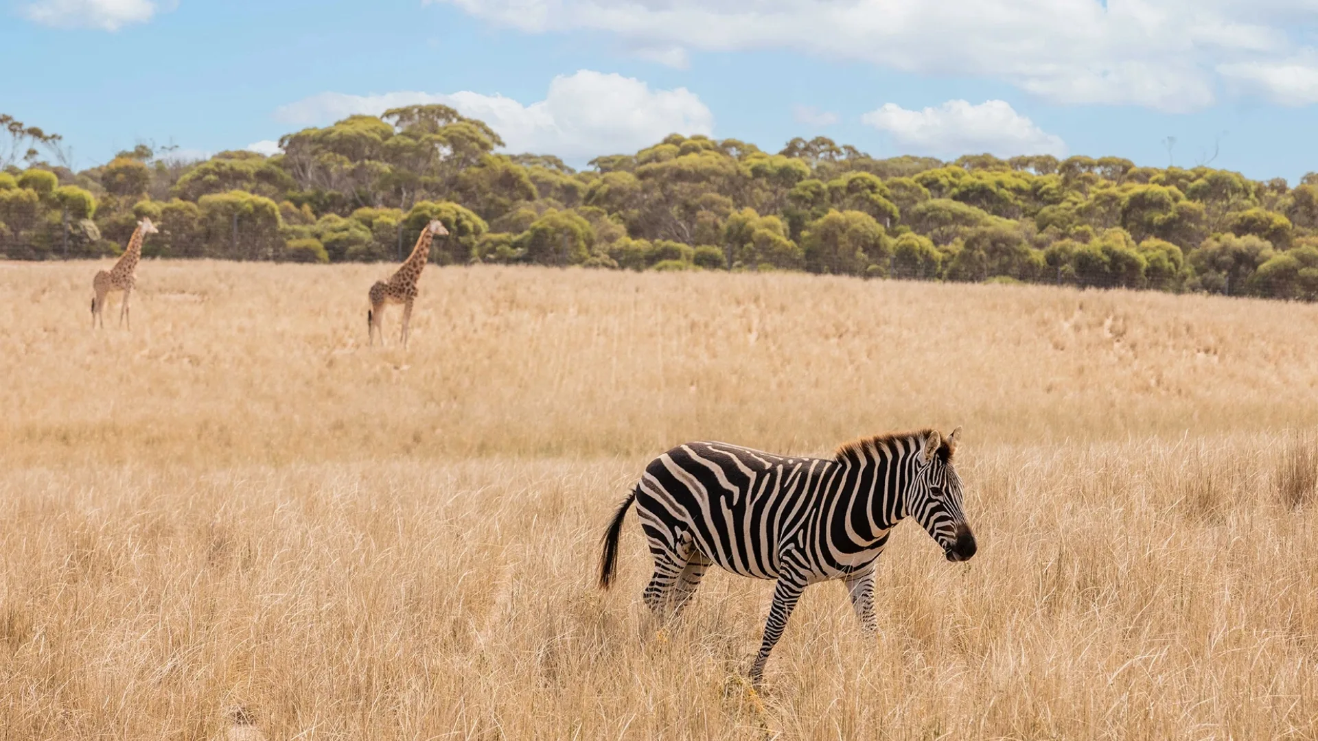 Just some of the animals you'll be able to spot during your stay
