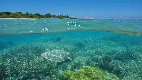Over and under the sea, a turtle underwater on a coral reef and island with a resort above the surface, Maitre islet, Noumea, New Caledonia, south Pacific ocean