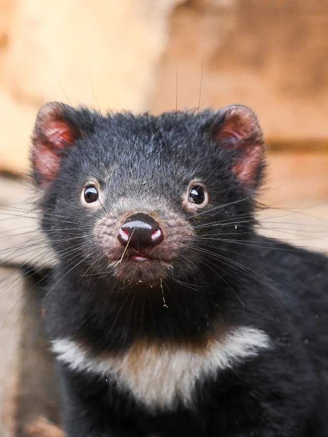 tassie devil