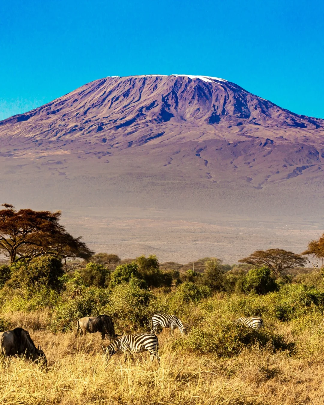 Flight Centre African Safari tour 