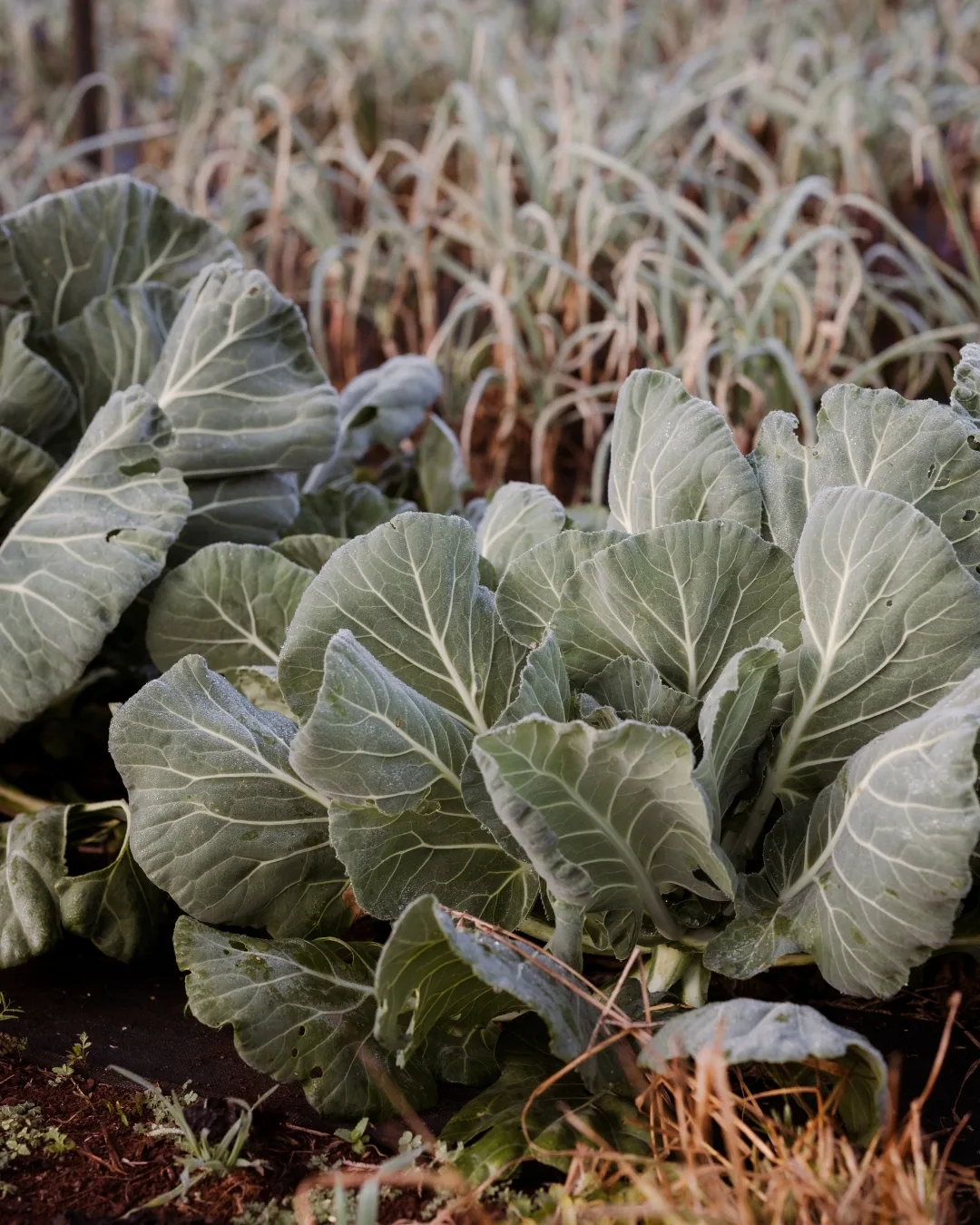Produce 