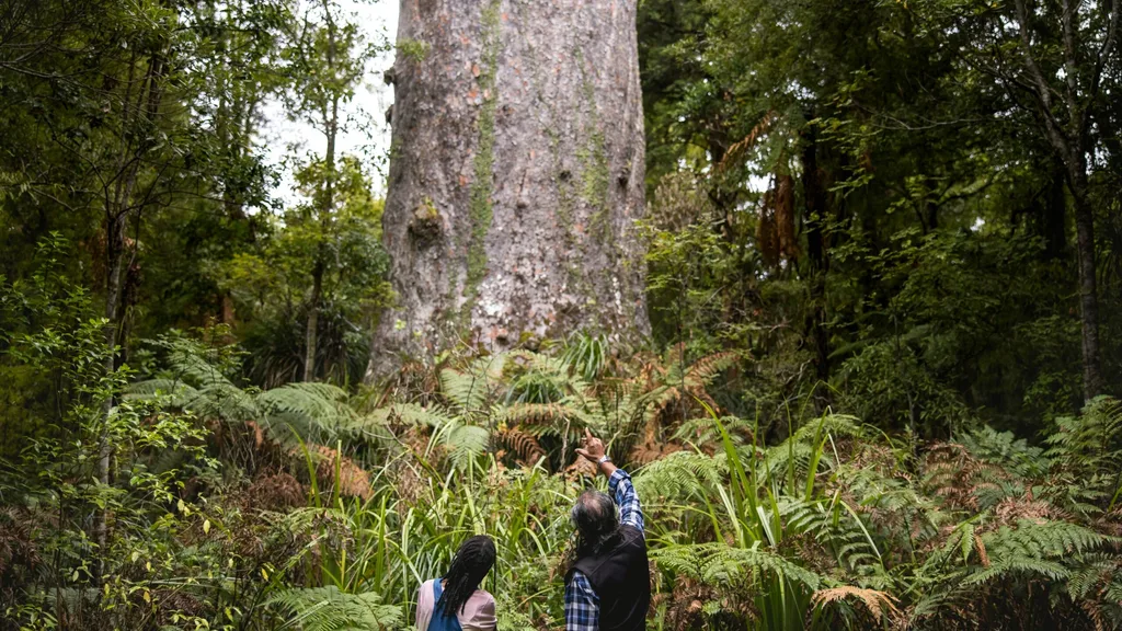 waipoua-forest-northland- miles holden