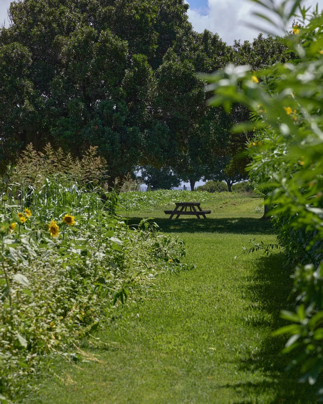 A food lover’s guide to The Tweed: where to eat, drink and sleep in the Northen Rivers