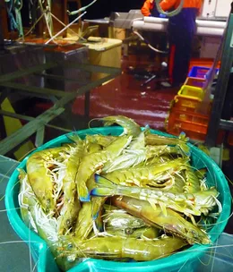 Sustainable prawning