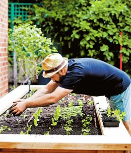 Inner city vegie patch
