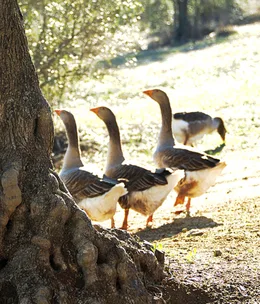 A good feed: ethical foie gras