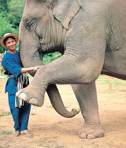 The elephants of Anantara