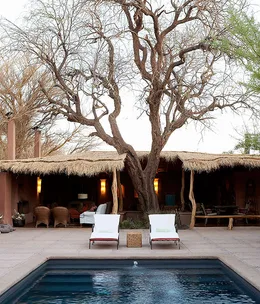 Chile’s Atacama: Desert Flower