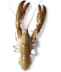 The producers: Cambinata yabbies