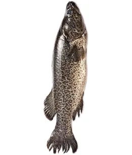 Marianvale Blue Murray cod