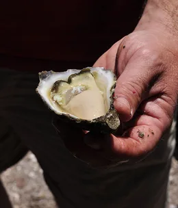 Wapengo Rocks oysters