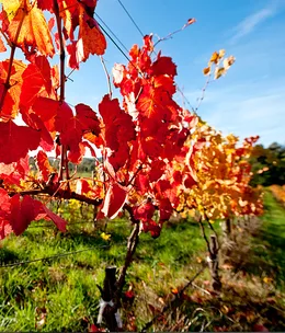 Adelaide Hills weekender