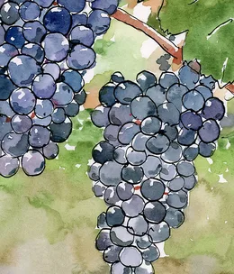 Australian malbec on the rise