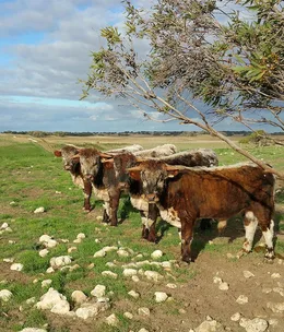 Willock Park English longhorns