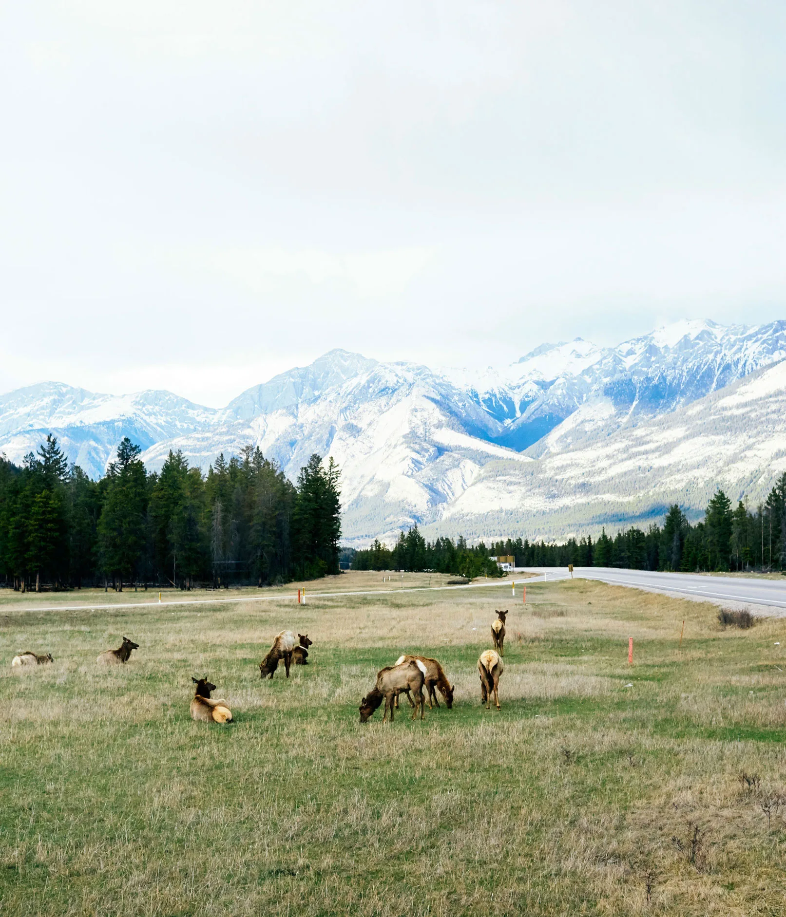 Elk in Jasper