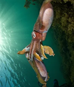 Snorkel with cuttlefish in Whyalla
