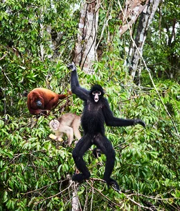 Homes on the banks of Peru's Tahuayo River