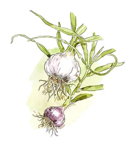 Victoria’s inaugural garlic festival
