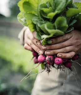 Visiting the Blue Mountains farm supplying Sydney’s fine diners