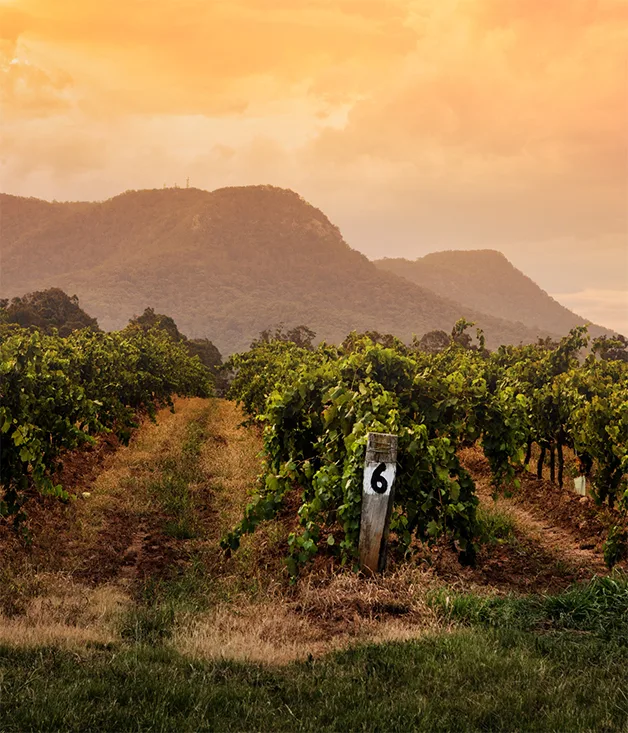 Tyrrell's Wines, Pokolbin