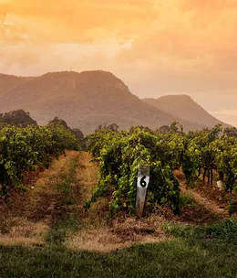 Tyrrell's Wines, Pokolbin