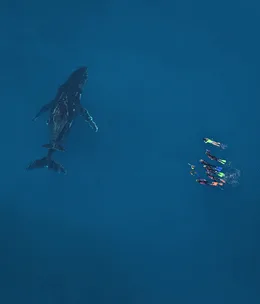 Swimming with humpbacks on the Ningaloo Coast