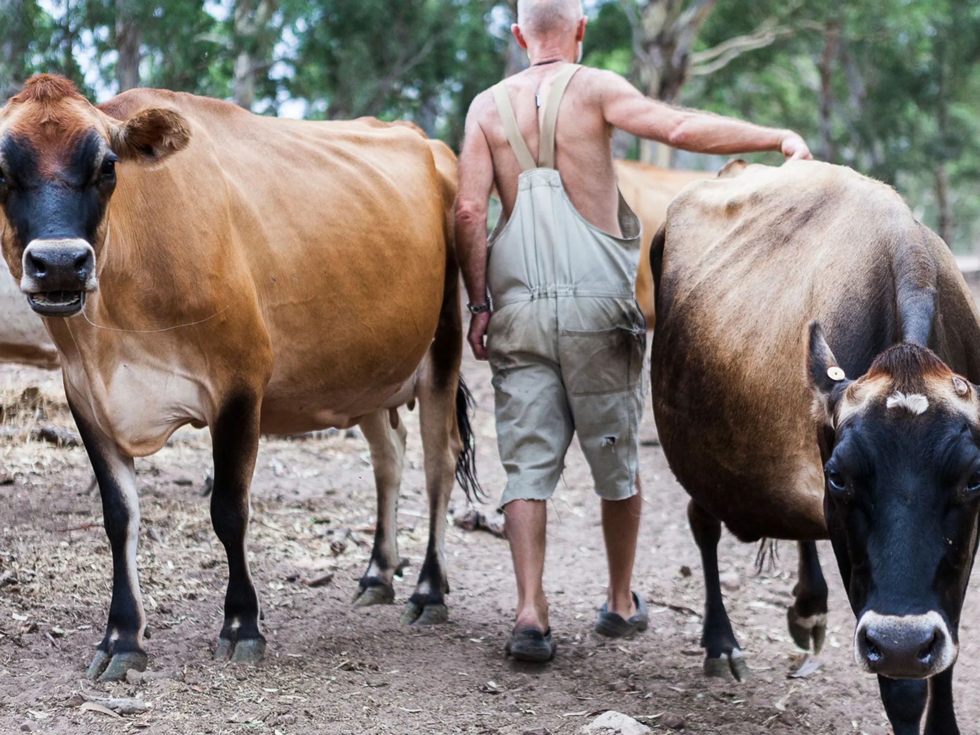 The Dairyman, Michael Wohlstadt, with his cows.