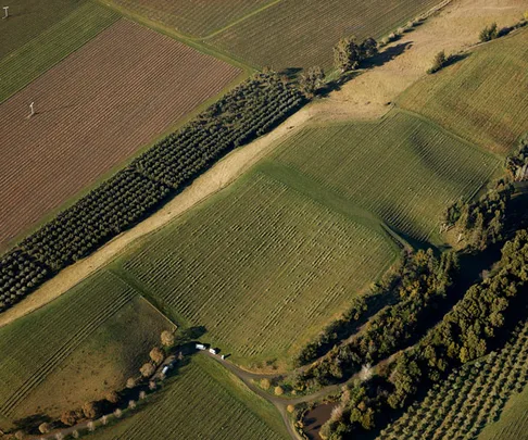 Marlborough vineyards.