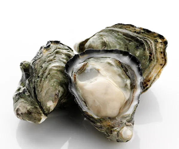 Oyster