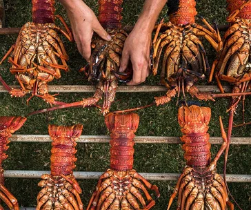 72 hours on Flinders Island: what to see, eat and do