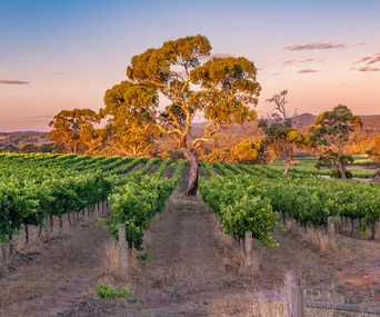 Australia’s best wineries