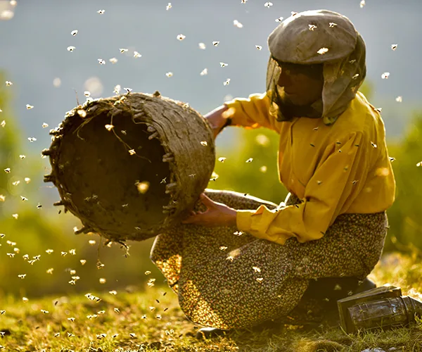 Honeyland