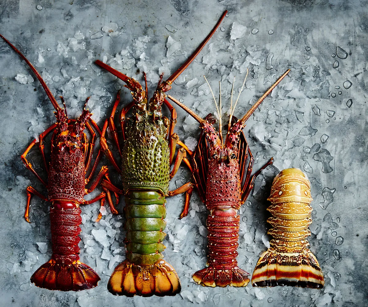 Different Types of Crustaceans Explained