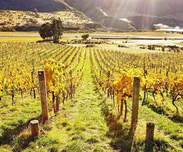 All the winners from Food magazine's Top Wine Awards 2019