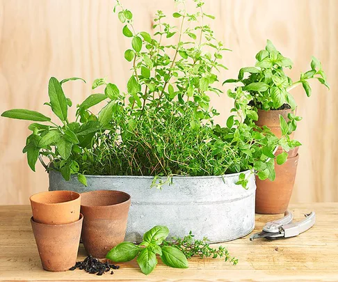 10 types of potted herbs and how to grow them