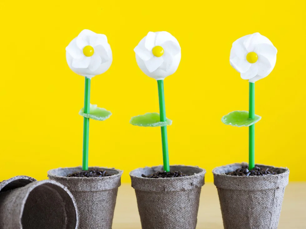 DAISIES