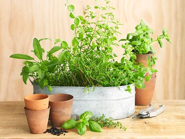 Handy herbs for your desserts